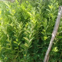 انواع نهال موجود