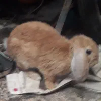 دوعددخرگوش
