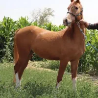 اسب مادیان شش دونگ
