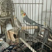 عروس هلندی جفت وتک