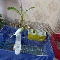 یک جفت مرغ عشق رنگ خاص با ۵ تا تخم که وقته جوجه شن
