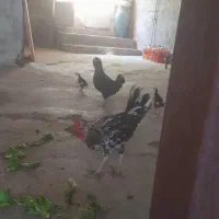خروس گلین  و مرغ گلین به همراه ۳جوجه ی گلین
