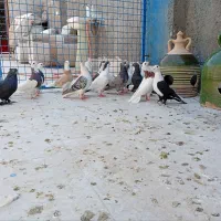 کفتر پلاس طوقی کل سفید