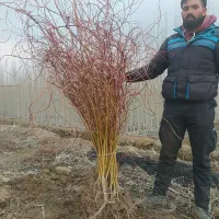 نهال آریا|خدمات باغبانی و درختکاری|تهران, آذربایجان|دیوار