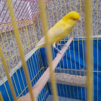 یه عدد قناری رسمی نر