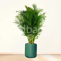 اجاره-گلخانه-80متری-در-کرکاس