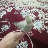جوجه عروس هلندی دستی
