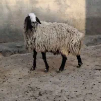 قوچ نژاد شال