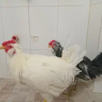 خروس گلین