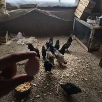 خروس ایام سمانی چهل تاج