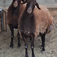 میش قزل افشار بره