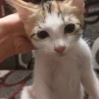 واگذاری سرپرستی گربه