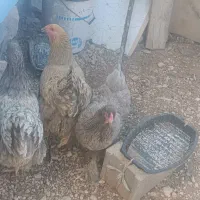 مرغ برهما (جمالی)