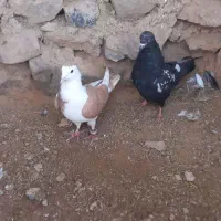 کفتر سگ فروشی