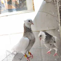 طوقی جفتی