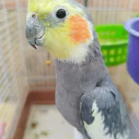 عروس هلندی