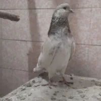 کبوتر
