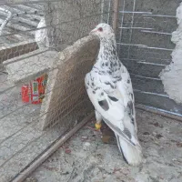 کبوتر سفید هفترنگ