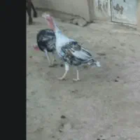 یک جفت بوقلمون نروماده ب شرط تخم کردن چهارپوند