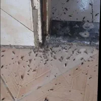 سمپاشی ساس وسوسک وتمام حشرات تضمینی