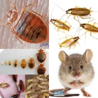 سمپاشی دائم باضمانت کتبی اهوازموریانه سوسک ساس موش