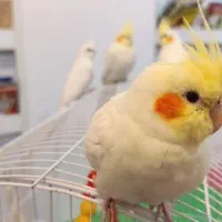 جوجه سه ماه عروس هلندی