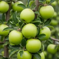 تولید نهال درجه یک