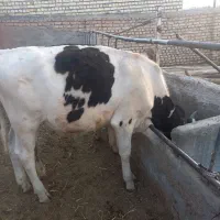 گوساله نر آماده ی پروار