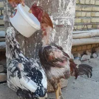 مرغ و خروس لاری
