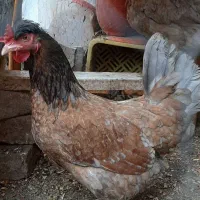 مرع تخم گذار