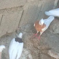 طاق زرد نر و ماده