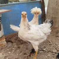جوجه مرغو خروس  زینتی