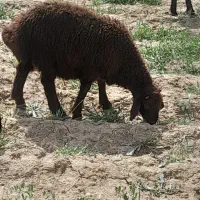 بره نر همو
