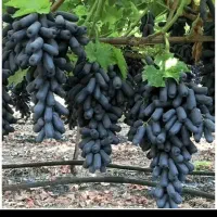 فروش نهال اصلاح شده انگور موندراپ در فاروج