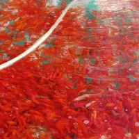 ماهی قرمز گلدفیش و عروس خوشرنگ رشت