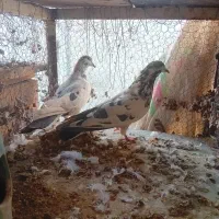 کفتر
