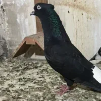 سلام ۷‌عدد دم سفید سربندر