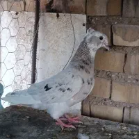 کوهی دم سفید ماده