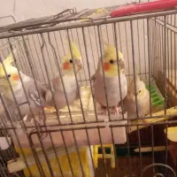 طوطی عروس هلندی