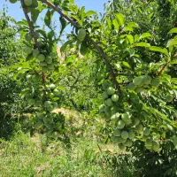 باغ-در-روستای-دهلق