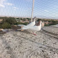 چپ وخال