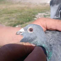 کبوتر جاناردین