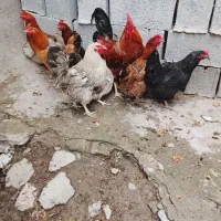 مرغ و خروس محلی چاقو چله