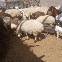 میش زایده اوست