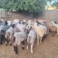 تعداد بره چاق اگر باقیمت مشکل نداری تماس