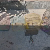 4عدد قفس پرنده