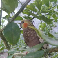 عروس هلندی رودخونه