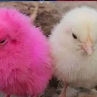 پرنده / جوجه