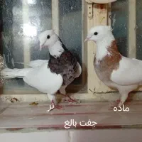 طوقی|پرنده|لنجان, |دیوار