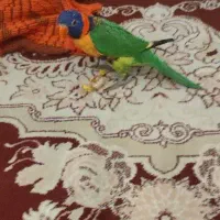 طوطی لوری رنگین کمان فول دستی فروش فوری